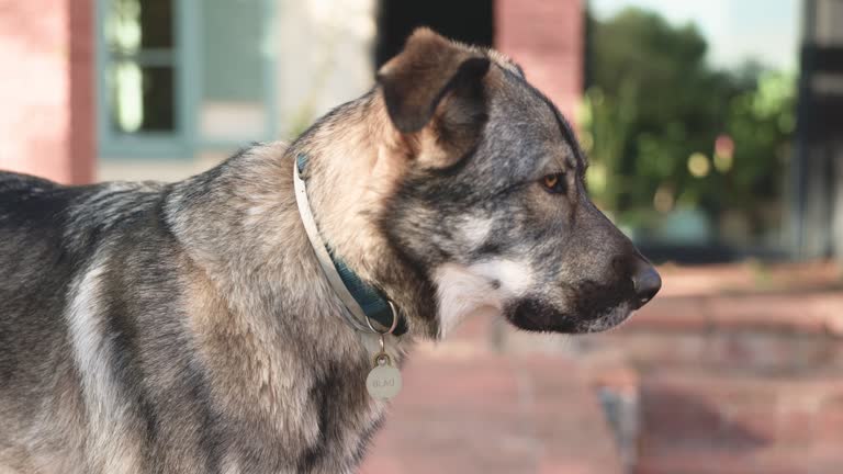 Curious Canine Profile: A close-up reveals the mixed-race dog's profile, captivated by something intriguing.