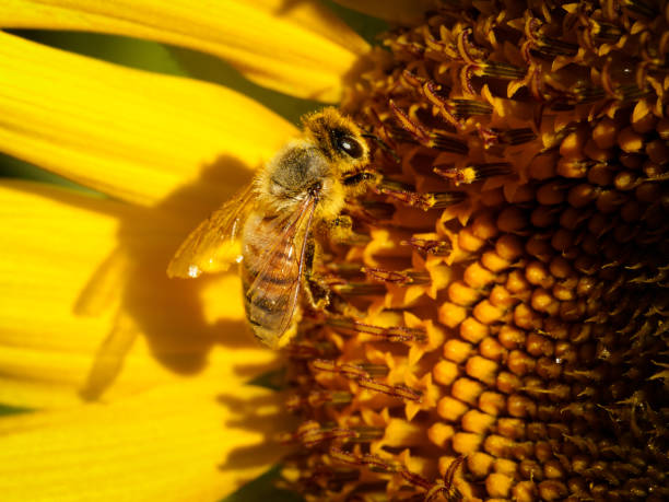 istock Honey bee shadow in sunflower 1832311162