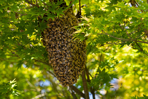 Honey bee swarm in Petaluma California
