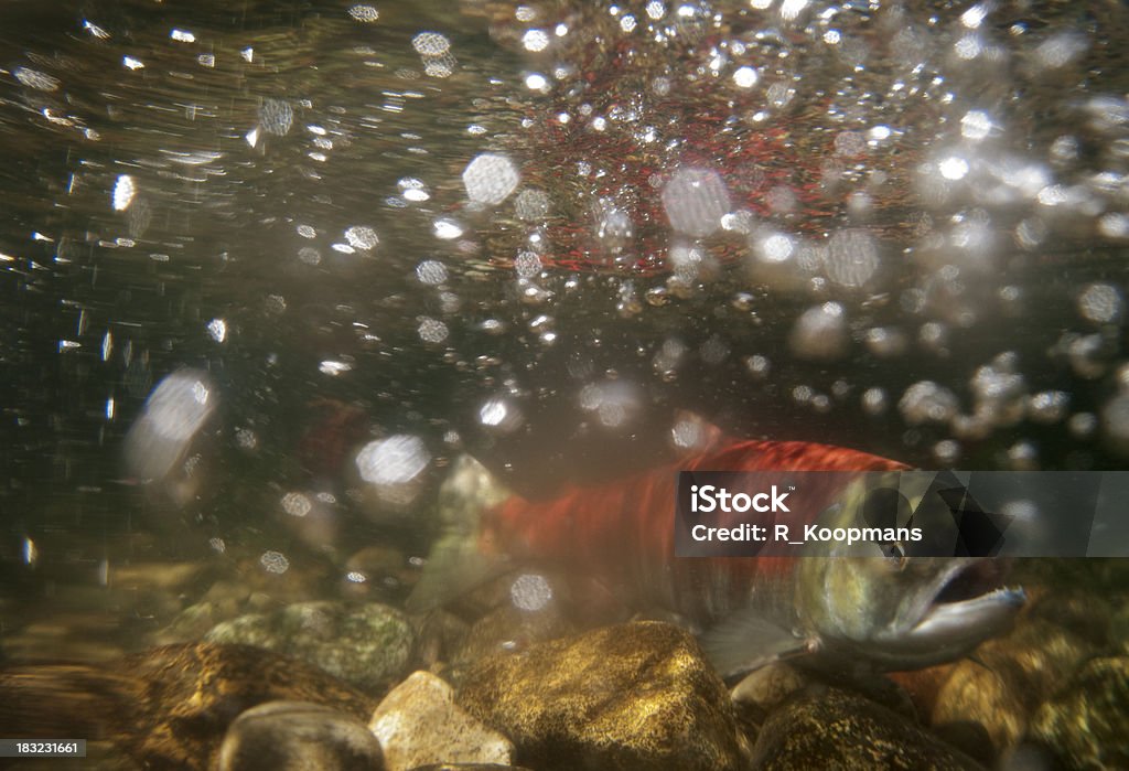 Subacqueo foto, Deposizione di uova di pesce Salmone rosso - Foto stock royalty-free di Pesce