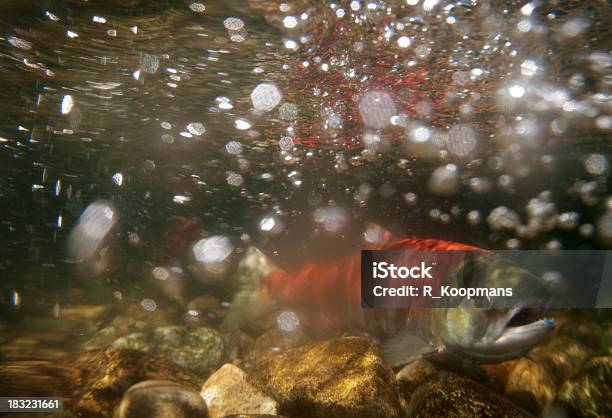 Subacqueo Foto Deposizione Di Uova Di Pesce Salmone Rosso - Fotografie stock e altre immagini di Pesce