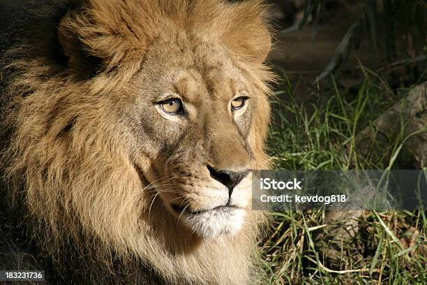 León Foto de stock y más banco de imágenes de Animal - Animal, Animal macho, Fauna silvestre