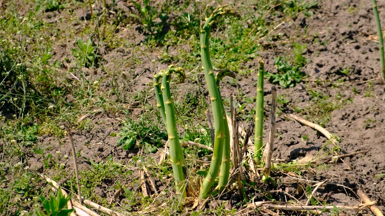 asparagus grows in the garden. Selective focus. nature.