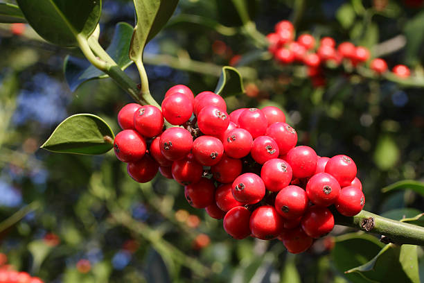 istock Red holly berries Ilex aquifolia winter fruit 183231767
