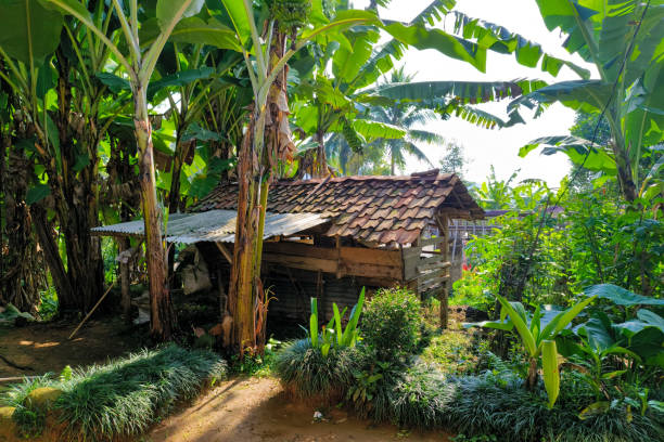 istock A sheep shed hut and banana trees 1832319073