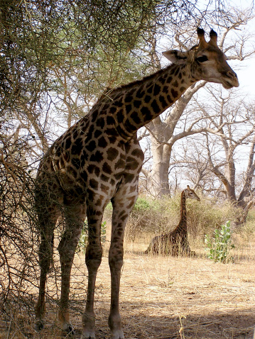 Giraffes in the RAserve de Bandia - Senegal