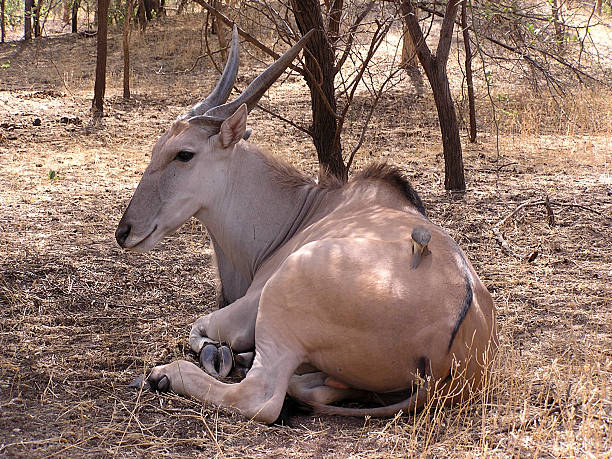 gacela - senegal eland africa wildlife reserve fotografías e imágenes de stock