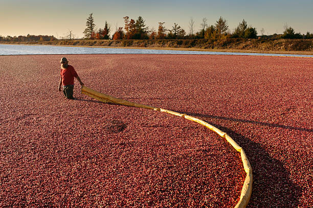 istock Worker Gathering Cranberries with Bog Boom in a Cranberry Havest 183231958