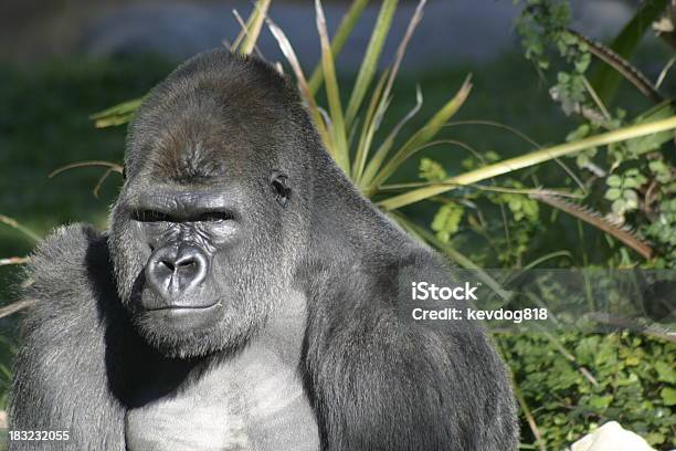 Gorila Foto de stock y más banco de imágenes de Gorila - Gorila, Animal, Color - Tipo de imagen