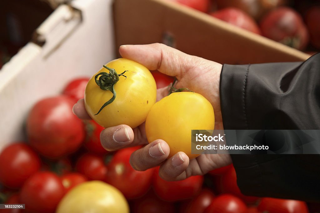 Фермеры рынка: Выбор помидоры - Стоковые фото Взрослый роялти-фри