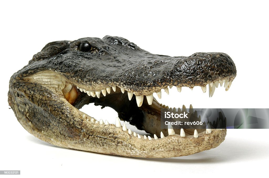 "Alligator" - Foto de stock de Aligátor royalty-free