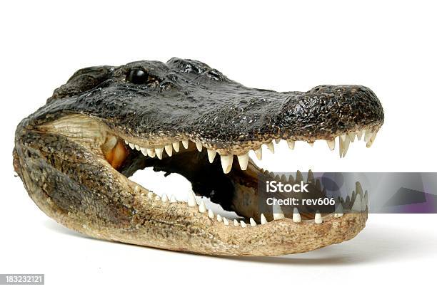 Foto de Alligator e mais fotos de stock de Aligátor - Aligátor, Animal, Assustador