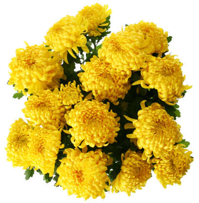 Yellow large chrysanthemum flowers in late autumn