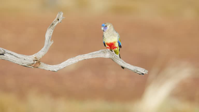 Footage of Bluebonnet, Queensland, Australia