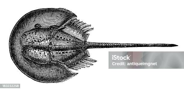 19th Century Engraving Of A King Crab Stock Illustration - Download Image Now - Animal, Antique, Crab