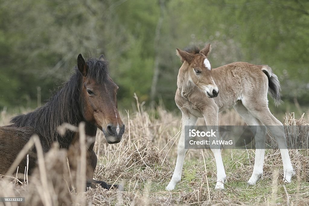 New Forest potro con su madre - Foto de stock de Adulto joven libre de derechos