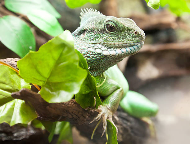 китайский воды дракона - water monitor стоковые фото и изображения