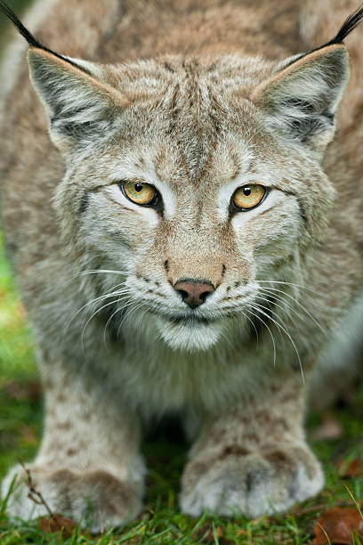 istock Beautiful Male Eurasian Lynx 183232544