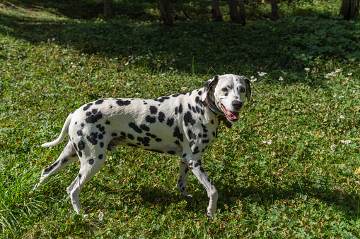 Portrait of dalmatian dog breed. Isolate. White background