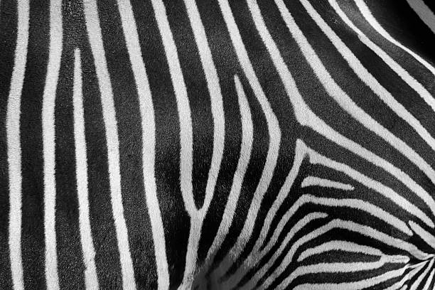 istock black and white striped close-up of a Zebra (XL) 183232617
