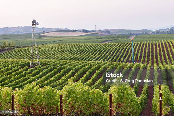 California Vineyard Stock Photo - Download Image Now - Agricultural Field, Agriculture, Backgrounds