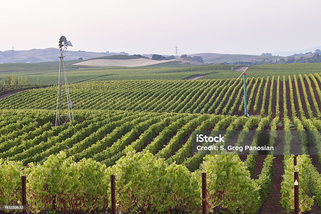 Califórnia vinha - Royalty-free Agricultura Foto de stock