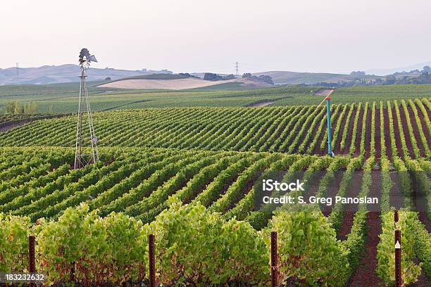 Califórnia Vinha - Fotografias de stock e mais imagens de Agricultura - Agricultura, Ao Ar Livre, Califórnia