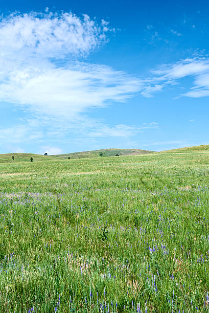 istock Spring landscape 26MPix, meadow, grass, blue sky 183232650