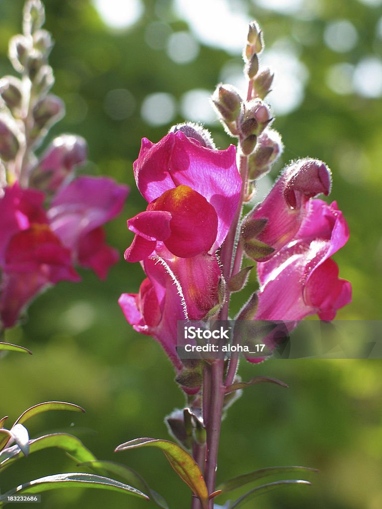 Rosso snapdragons - Foto stock royalty-free di Agosto