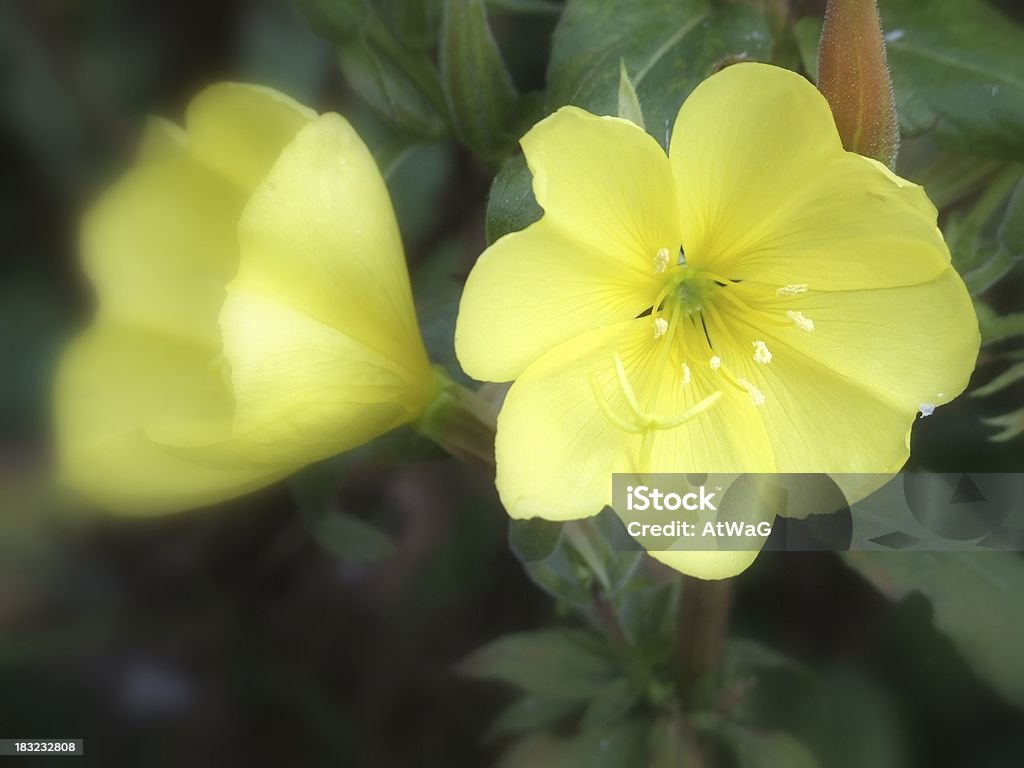 Evening Primrose Oenothera Annual - Plant Attribute Stock Photo