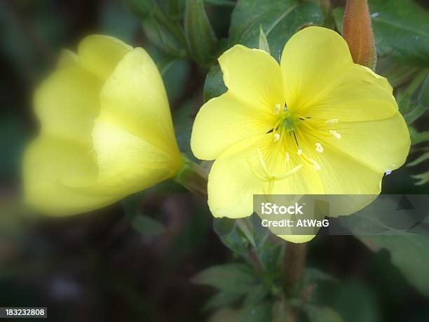 Evening Primrose Stock Photo - Download Image Now - Annual - Plant Attribute, Close-up, Color Image