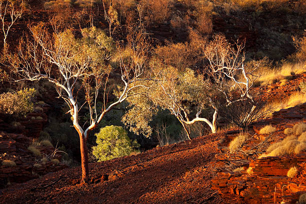 istock Eucalyptus trees in evening sunlight, Karijini National Park, Western Australia 183232947