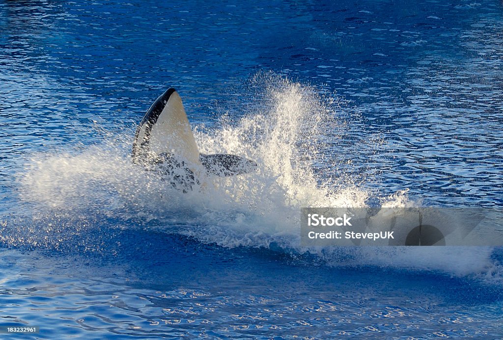 Killer Whale - Photo de Sea World - Floride libre de droits