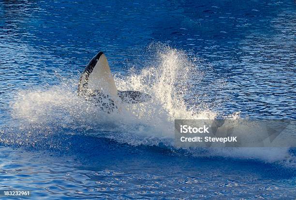 Orca - Fotografie stock e altre immagini di Sea World - Orlando - Sea World - Orlando, Orca, Acquarium