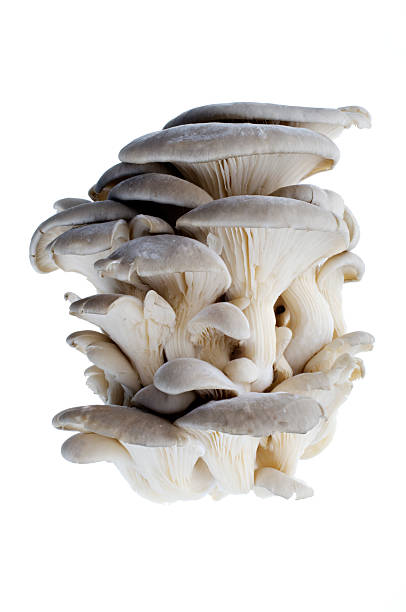 Cluster Of Oyster Mushroom Isolated Against White