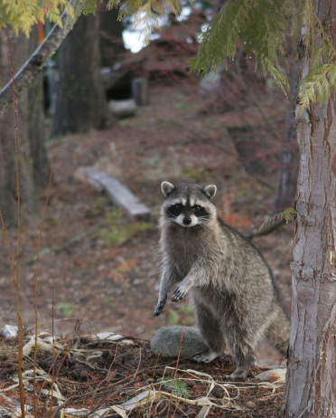Racoon standing looking past a tree.