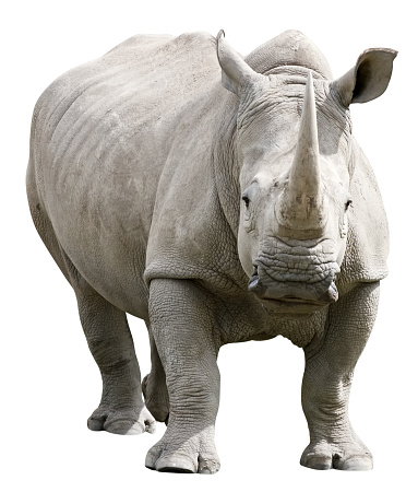 Rinoceronte con trazado de recorte sobre fondo blanco photo