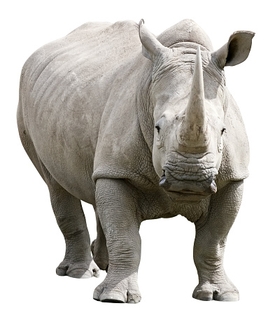 Rhinoceros isolated on white with clipping path