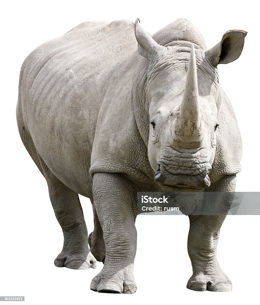 Rhinoceros with clipping path on white background Rhinoceros isolated on white with clipping path Rhinoceros Stock Photo
