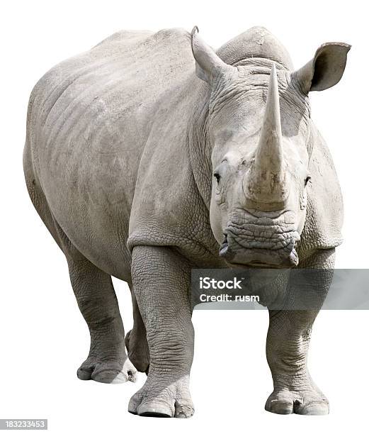 Rhinoceros With Clipping Path On White Background Stock Photo - Download Image Now - Rhinoceros, White Color, Cut Out