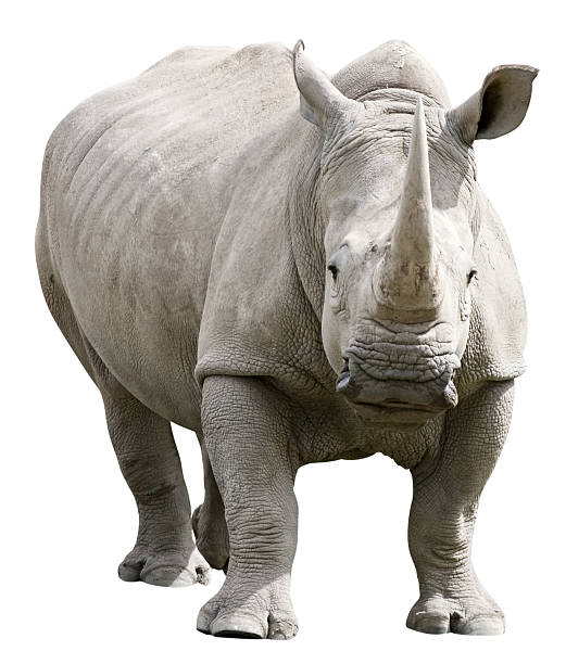 rhinoceros z ścieżka odcinania na białym tle - rhinoceros zdjęcia i obrazy z banku zdjęć