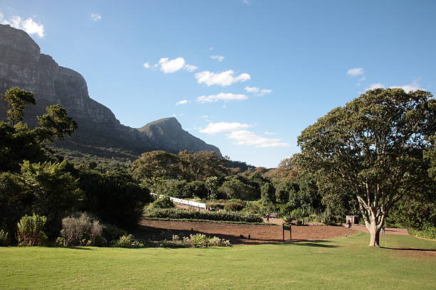 istock Kirstenbosch Botanic Gardens in Cape Town 183233507