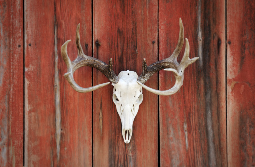 A whitetail deer rack and skull on barnwood.