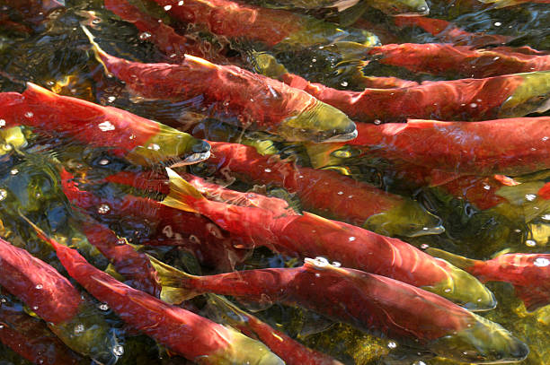 salmone rosso nuoto controcorrente. - sockeye salmon immagine foto e immagini stock