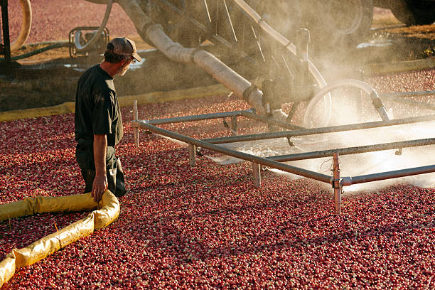 istock Worker Fall Harvesting Cranberries Using Berry Pump in Cranberry Bog 183233616
