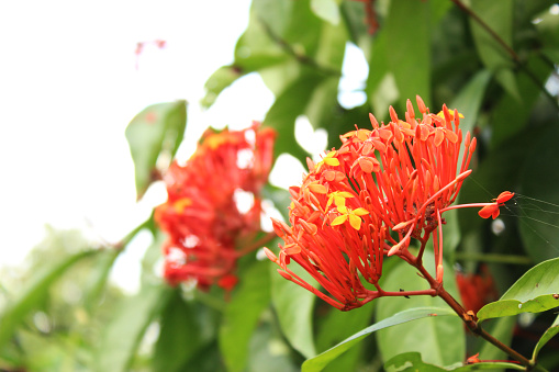 red beautiful flowers, colorful nature ornamental object
