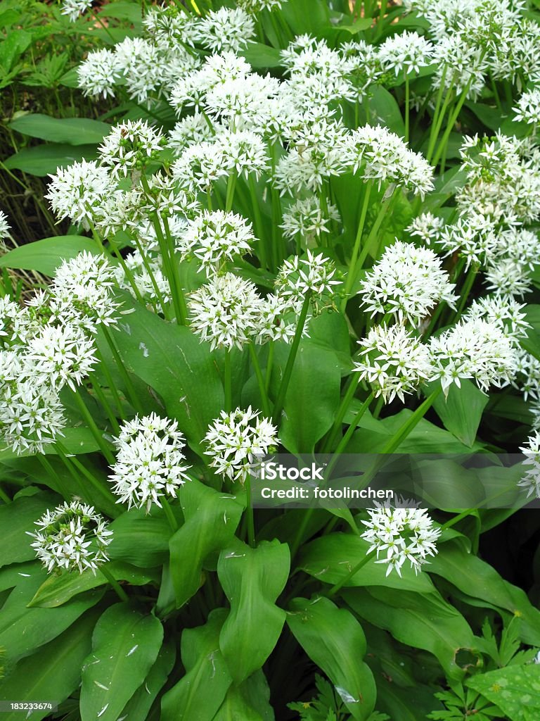 Wilder Knoblauch-Allium ursinum L. - Lizenzfrei Bärlauch Stock-Foto