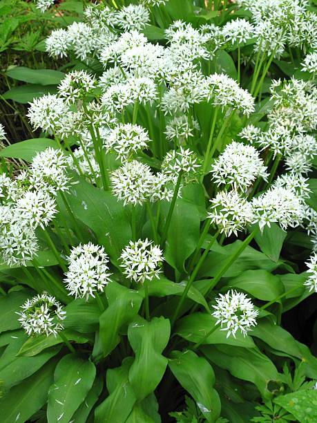 ail sauvage, allium ursinum l. - herbal medicine nature ramson garlic photos et images de collection