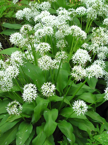 Close-up image of a field of flowering wild garlic or ramsons (Allium ursinum) growing around the tree trunks in a spring forest, Ith, Weserbergland, Germany
