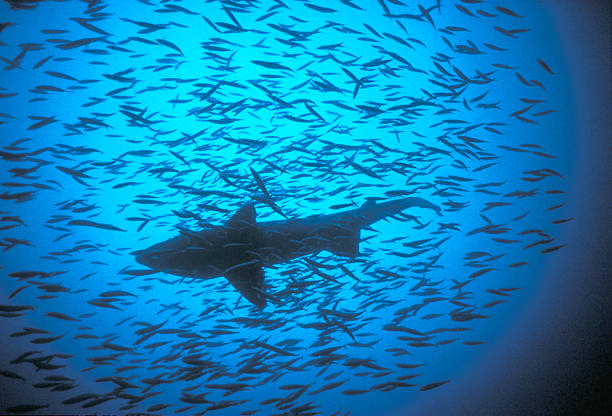 requin tigre des sables - sand tiger shark photos et images de collection